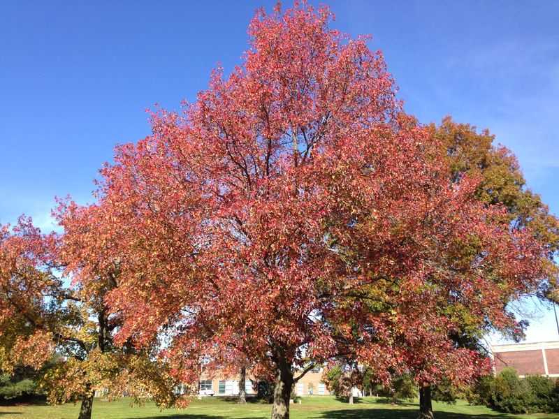 Sweetgum Builds A Tall Canopy That Cools Sunny Landscapes