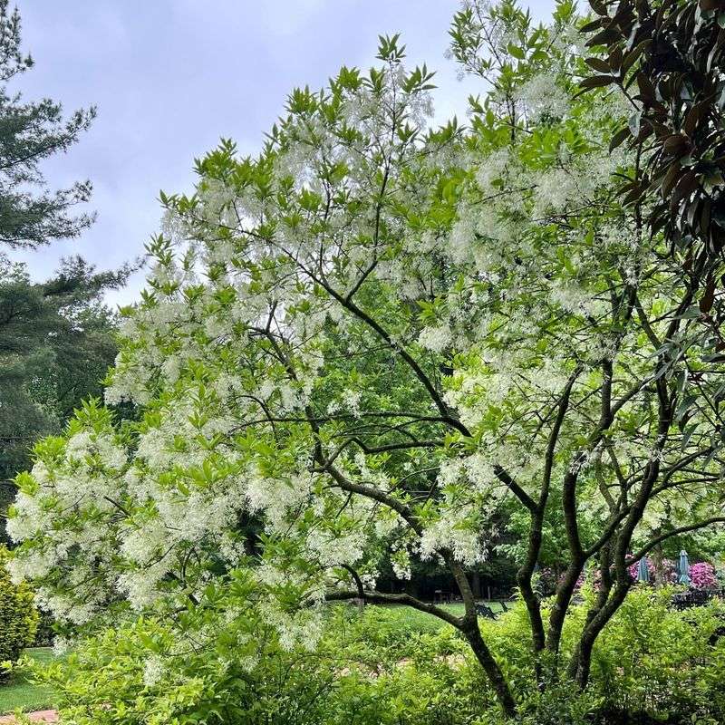 Fringe Tree Produces Lightly Fragrant Spring Blooms