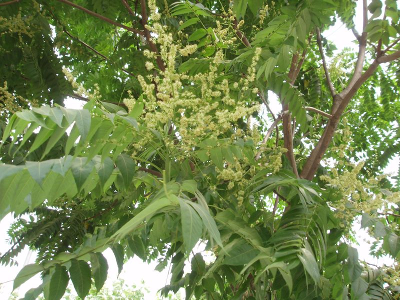 Tree of Heaven (Ailanthus Altissima)