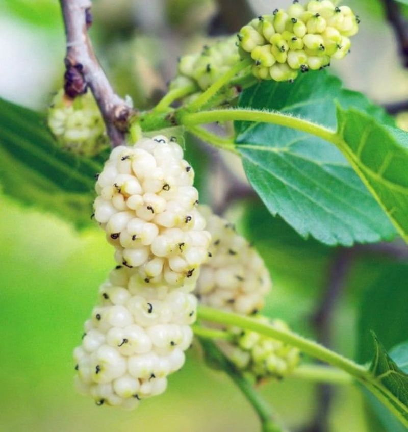White Mulberry Creates Pollen Problems And Messy Growth