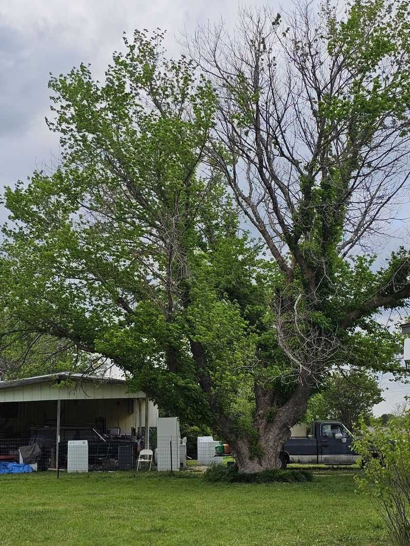 Boxelder Brings Mess And Persistent Bug Issues