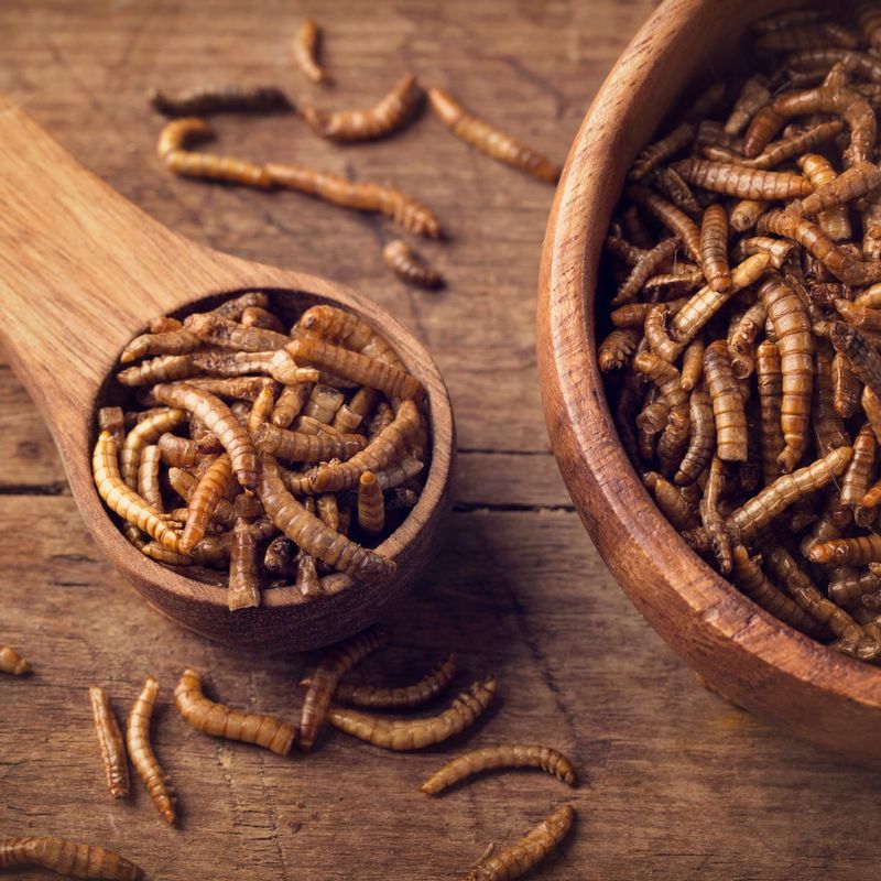 Mealworms (Live Or Dried)