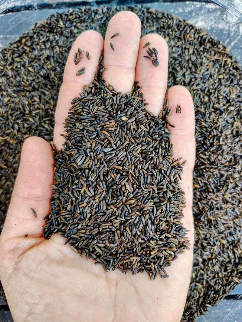 Niger (Thistle) Seed
