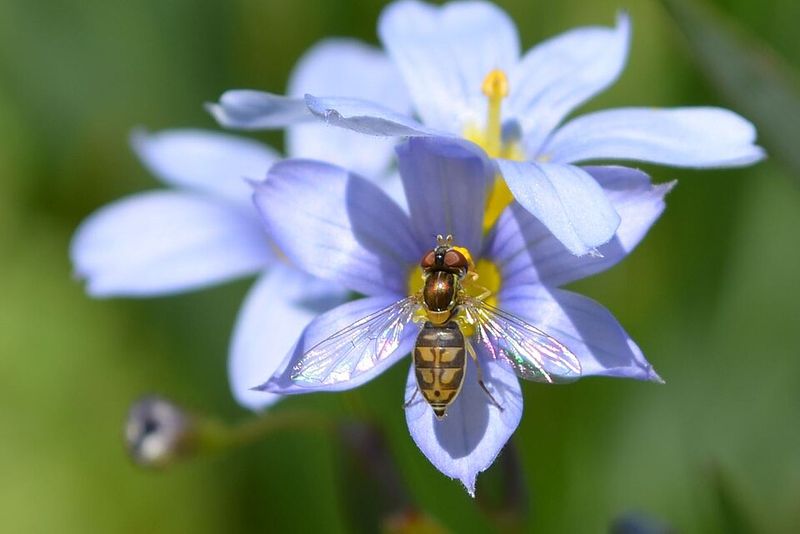 Blue-Eyed Grass Adds Star-Shaped Flowers And Pollinator Habitat