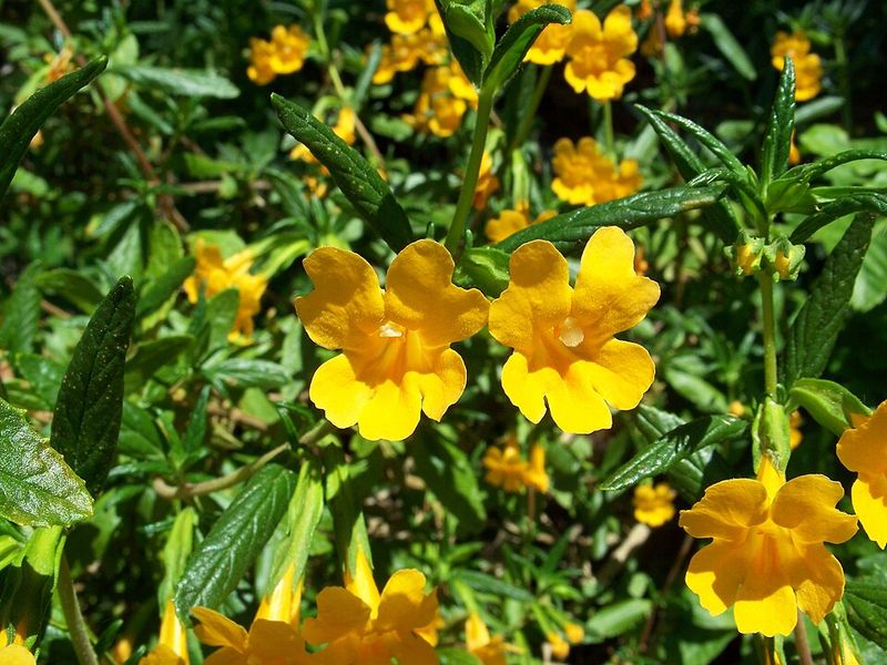 Sticky Monkeyflower Shows Orange Flowers For Pollinators