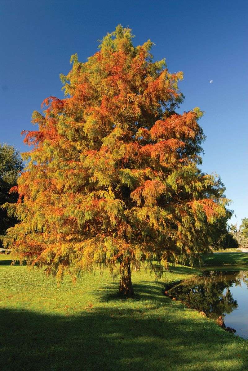 Bald Cypress 