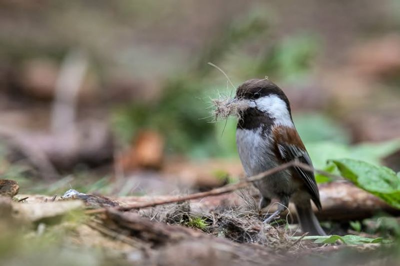 Chestnut-backed Chickadee