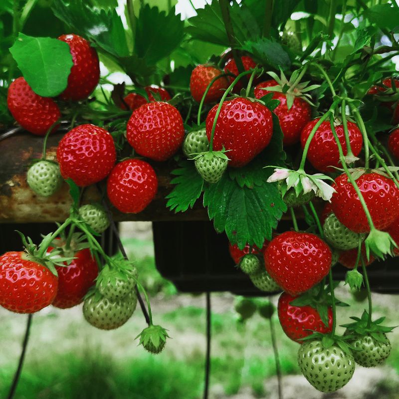 Strawberries Give Quick Harvests