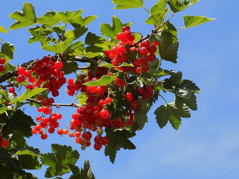 Currants And Gooseberries Bring Tart Berries And Bird Activity