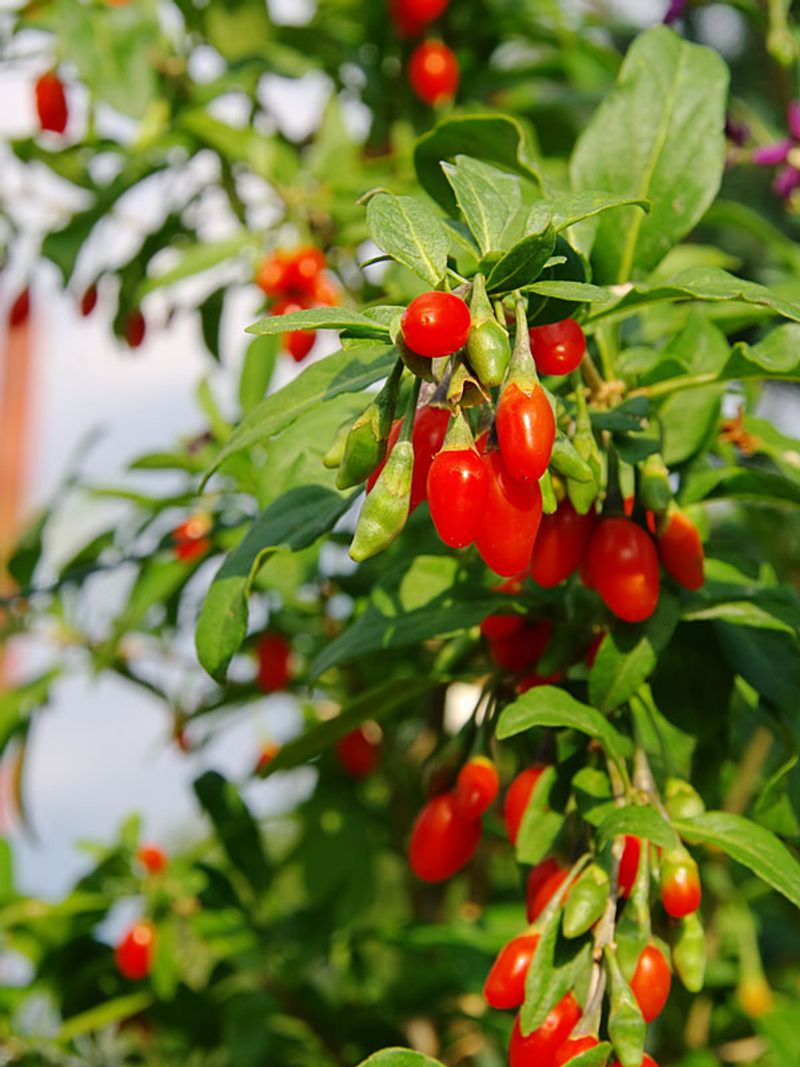 Goji Berries (Lycium barbarum)