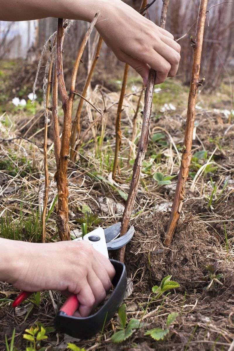 Fall-Bearing Raspberries Make Pruning Simpler