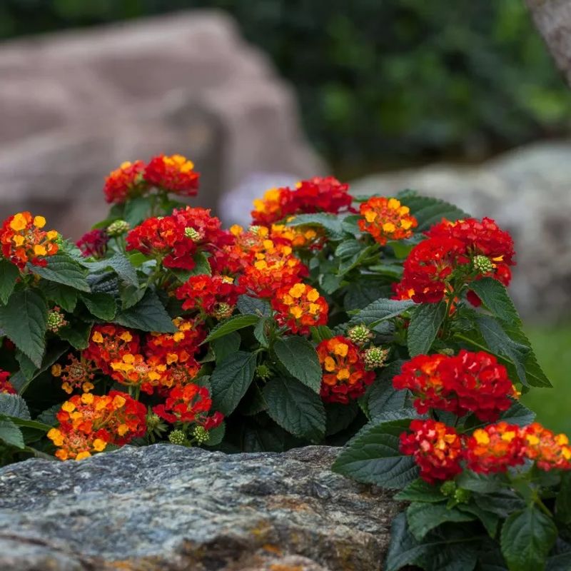 Lantana 