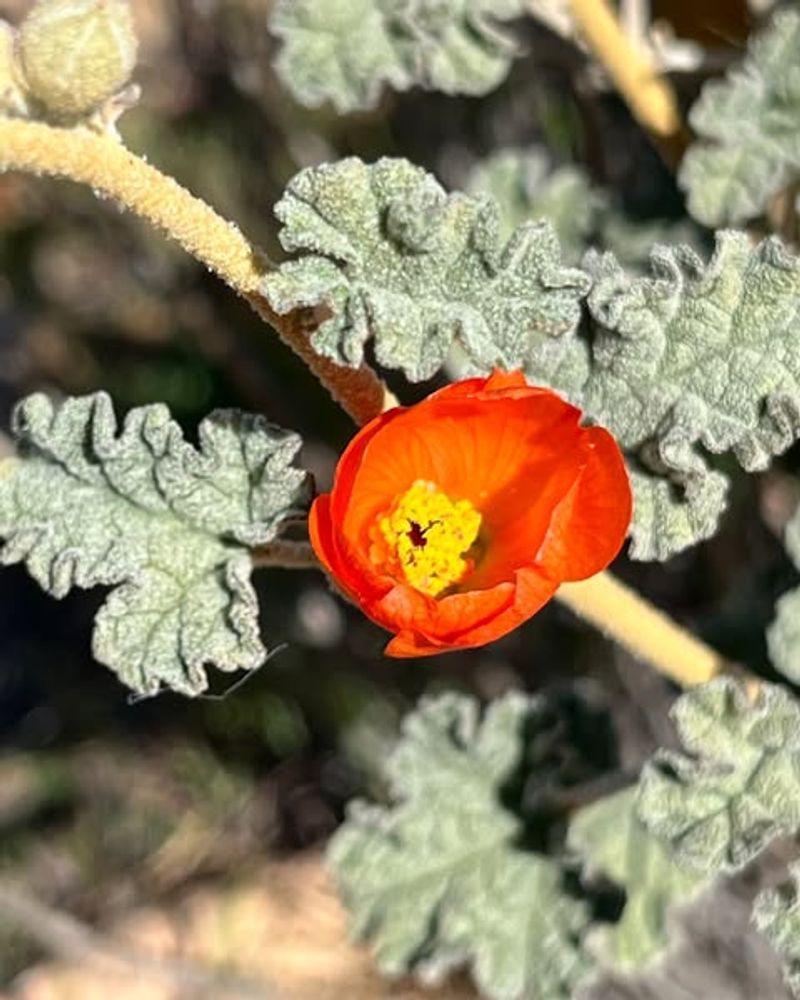 Desert Globemallow Thrives In Sunny Pots With Minimal Care