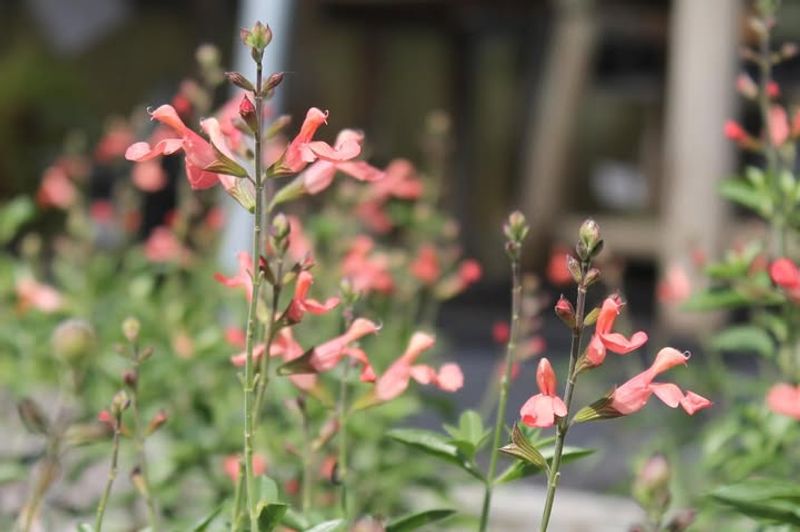 Autumn Sage (Salvia Greggii)