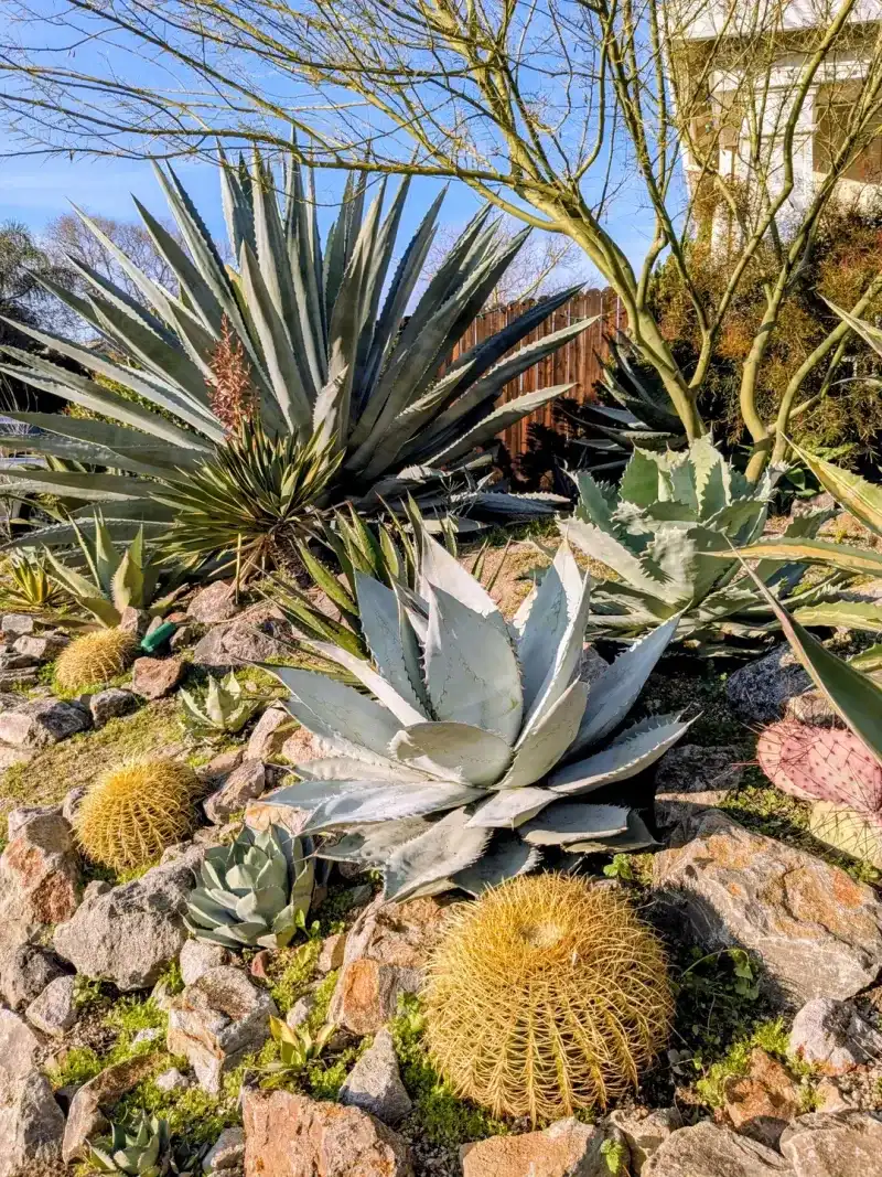 Agave (Agave Species)