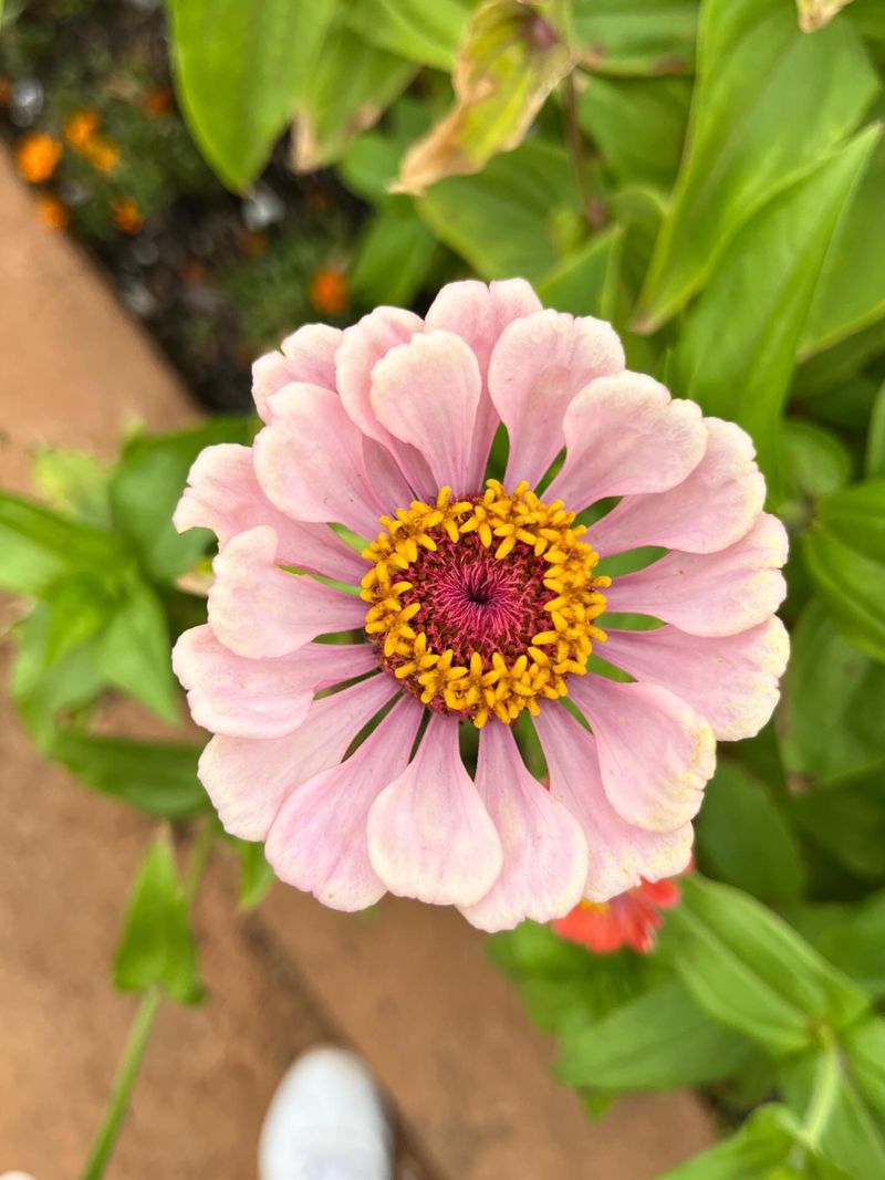 Desert Zinnia Survives Harsh Desert Heat With Minimal Water