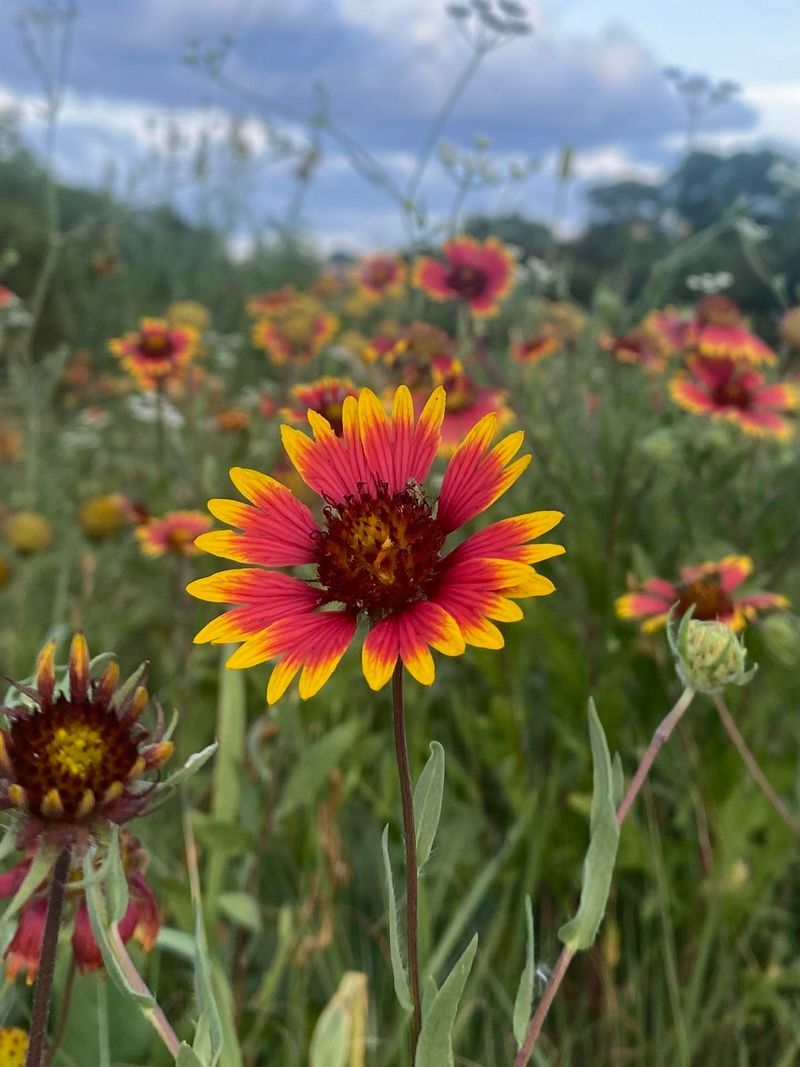 Blanket Flower Brings Long Lasting Color