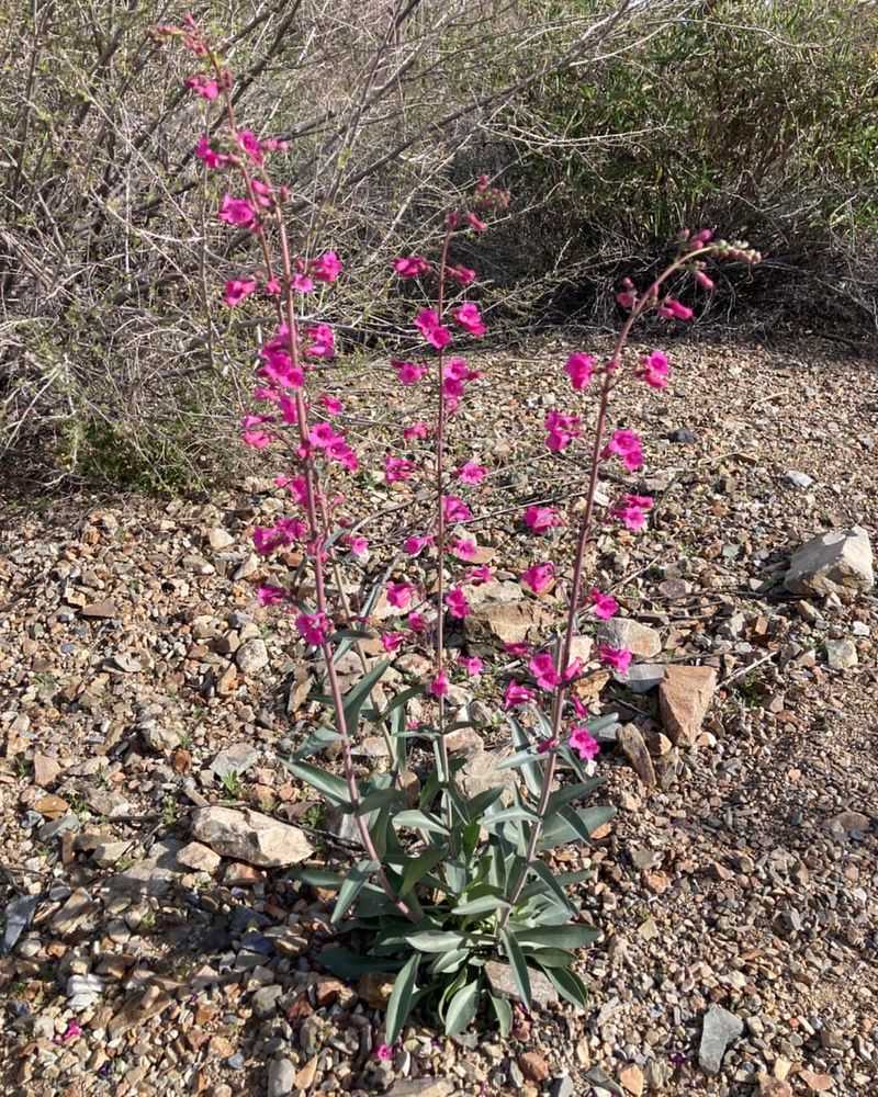 Penstemon Parryi Performs Well With Minimal Irrigation