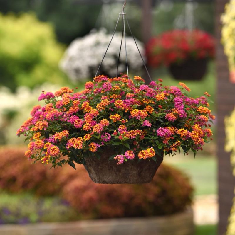 Lantana The Arizona Heat Loving Perennial