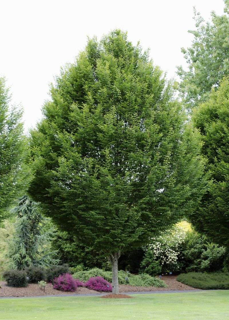 American Hornbeam Brings Structure To Smaller Front Yards