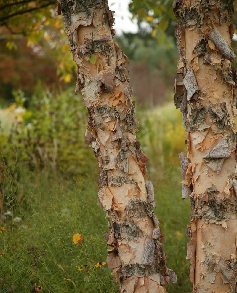 River Birch Handles Georgia's Heat And Clay Soil