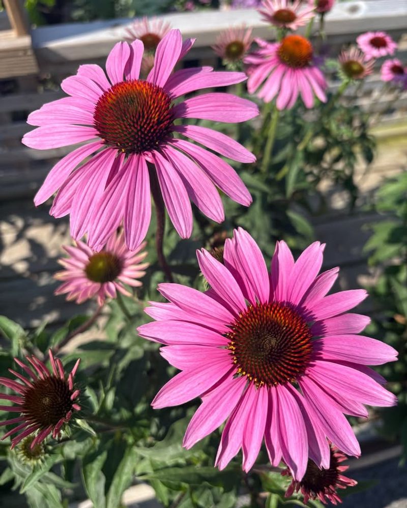 Coneflower Dominating Borders With Color