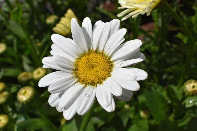 Shasta Daisy With Its Crisp, Cheerful Blooms