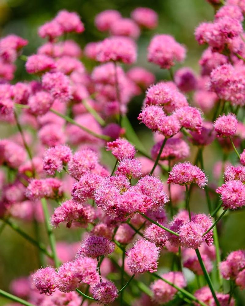 Red Buckwheat