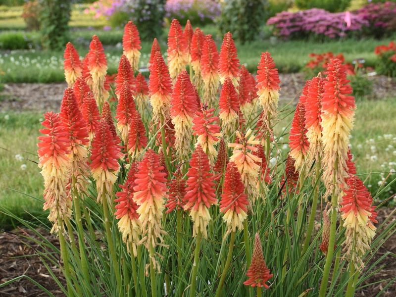 Red Hot Poker Creates Bold Flower Spikes In Sunny Beds