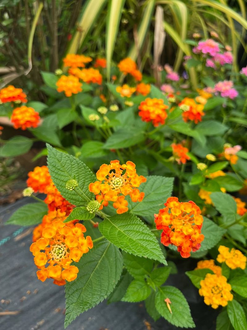Lantana Loves Heat And Needs Very Little Water Once Established
