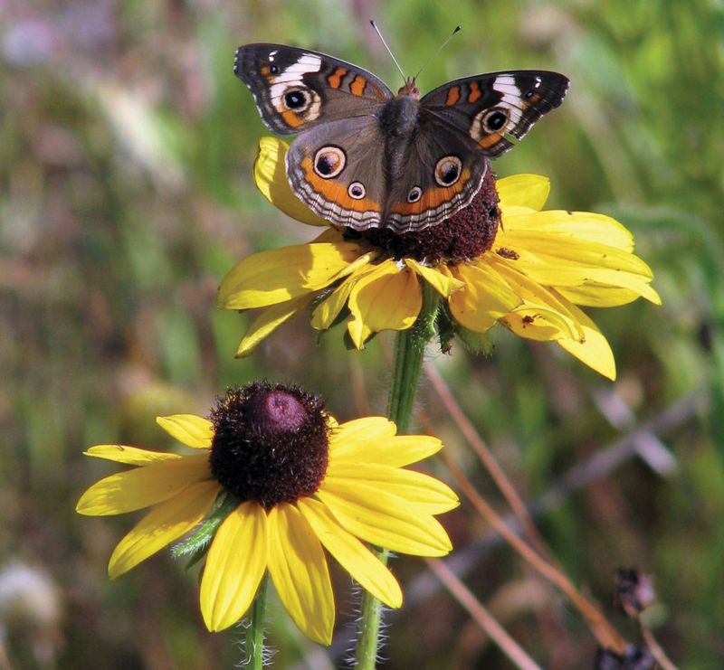 Black-Eyed Susan Packs Nectar For Busy Pollinators