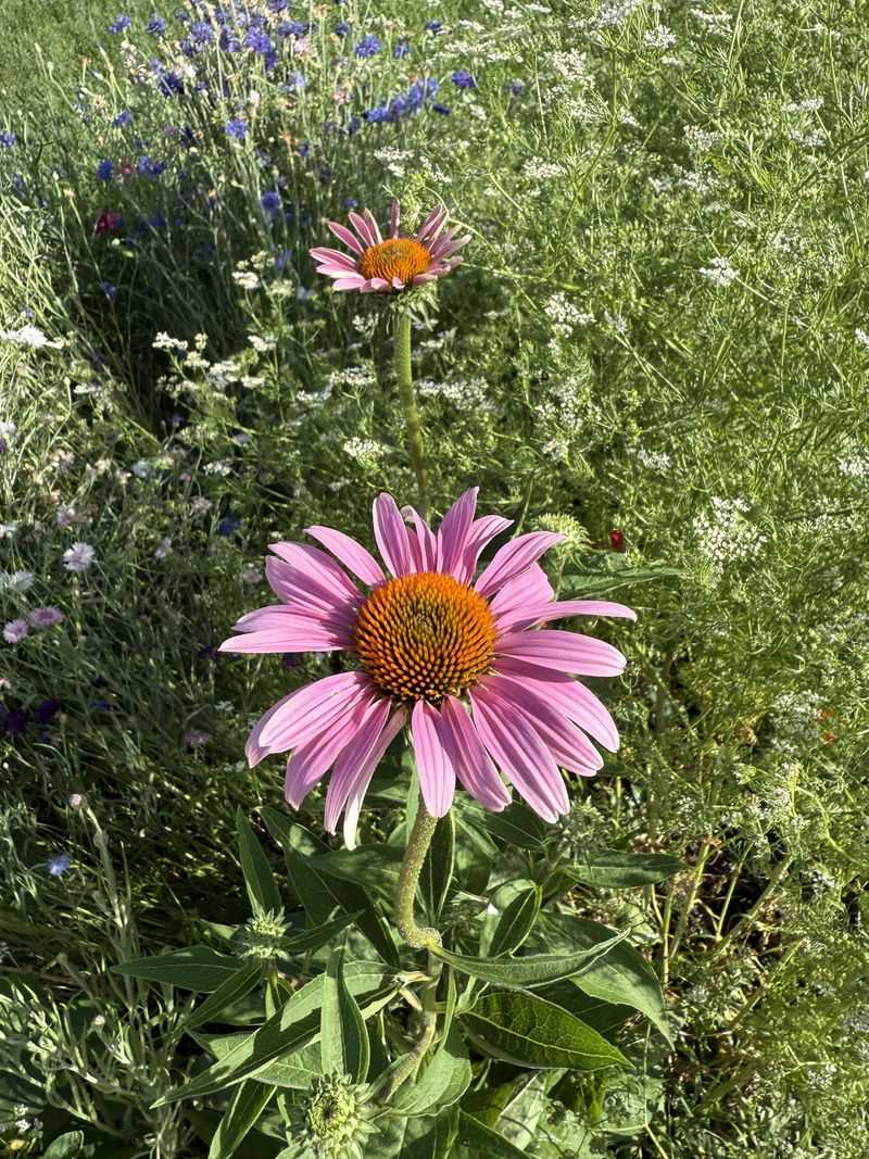 Purple Coneflower Supports Pollinators