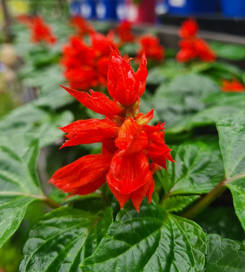 Salvia Splendens