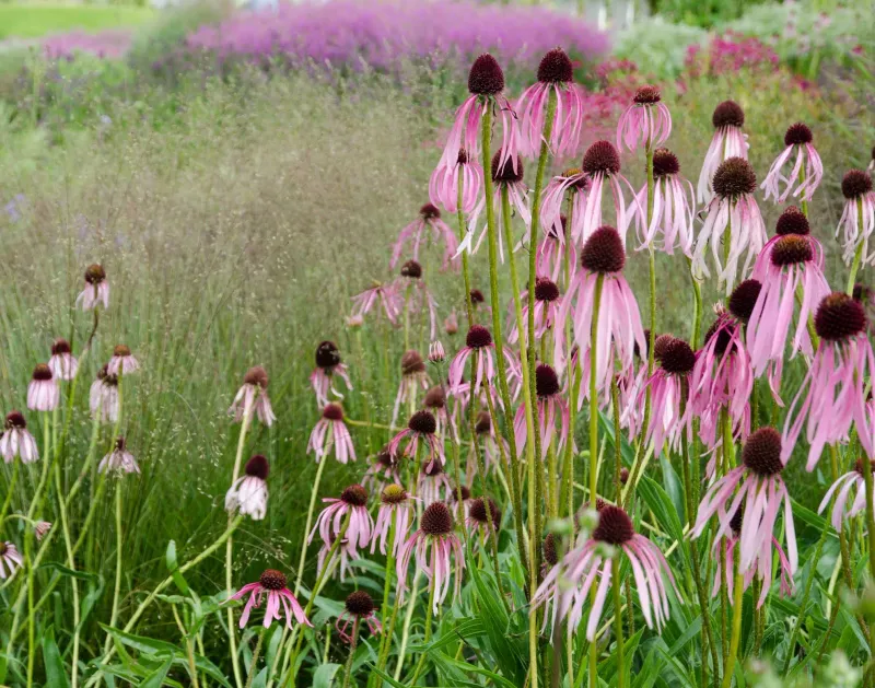 Pale Purple Coneflower (Echinacea Angustifolia)