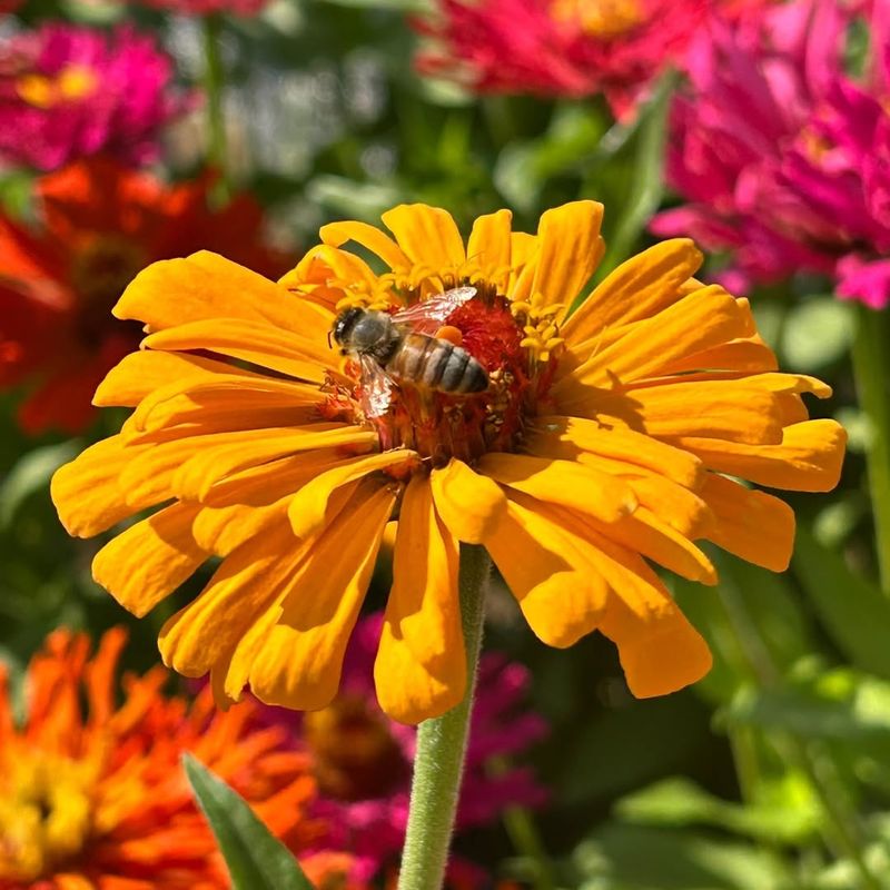 Zinnias Produce Colorful Flowers Pollinators Visit All Season