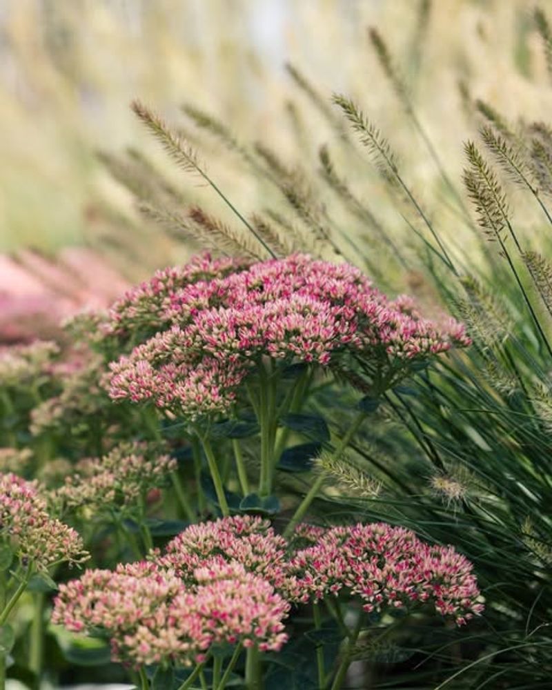 Sedum Stores Moisture And Handles Dry Conditions Well