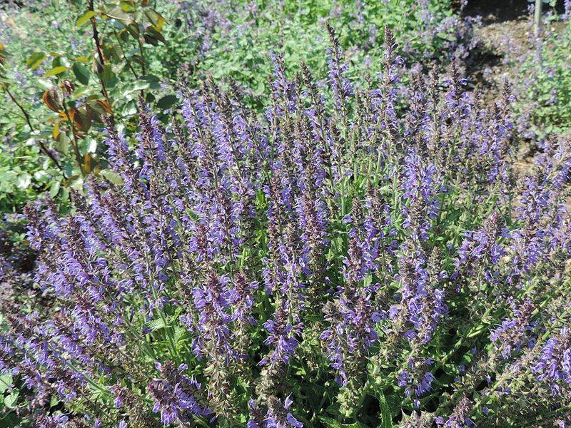 Salvia Attracts Pollinators To Sunny Spots