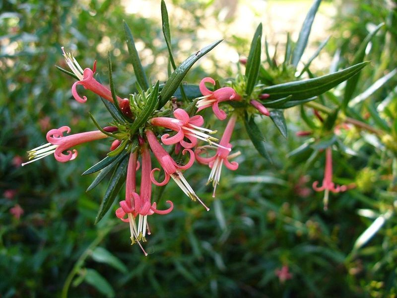Golden Creeper Spreads Fast With Almost No Care