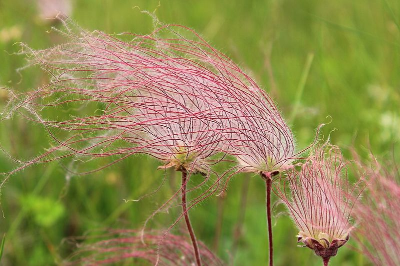 Prairie Smoke Produces Soft Pink Seed Plumes