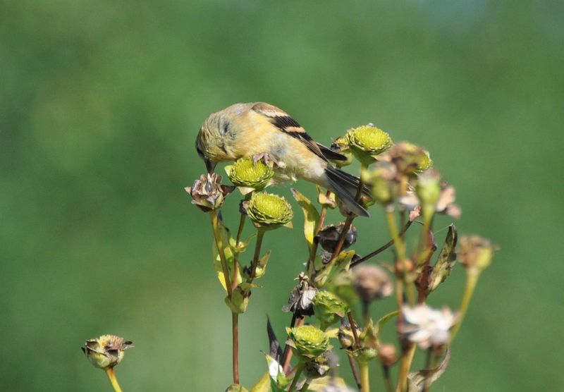 Cup Plant Gives Birds A Reason To Linger