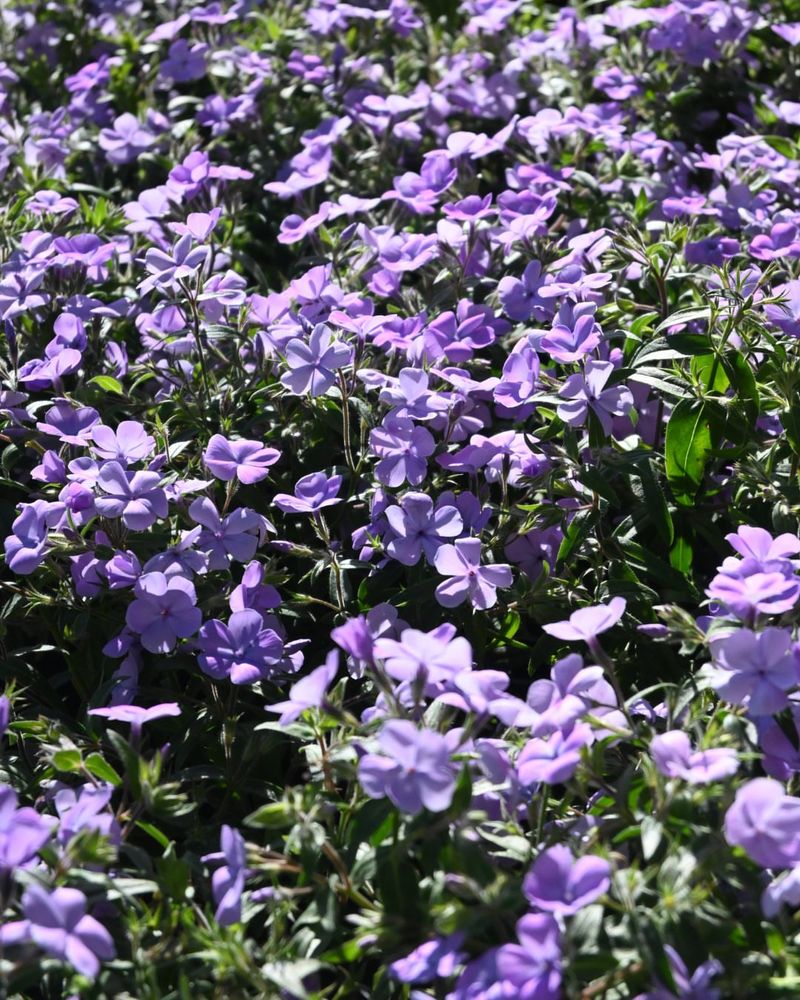 Woodland Phlox (Phlox Divaricata)
