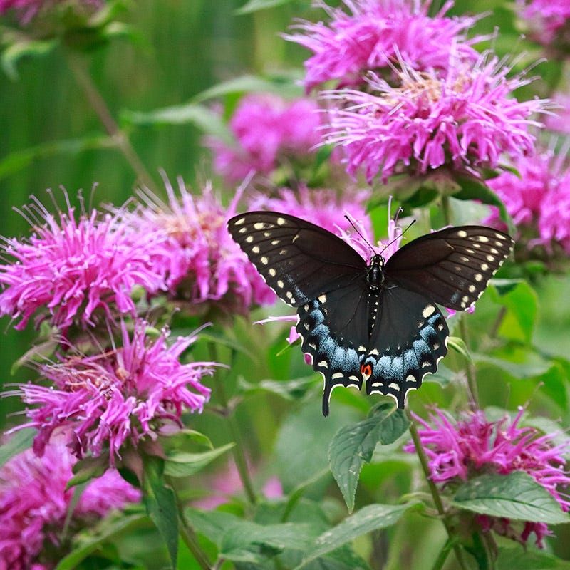 Bee Balm Buzzes With Pollinators All Summer