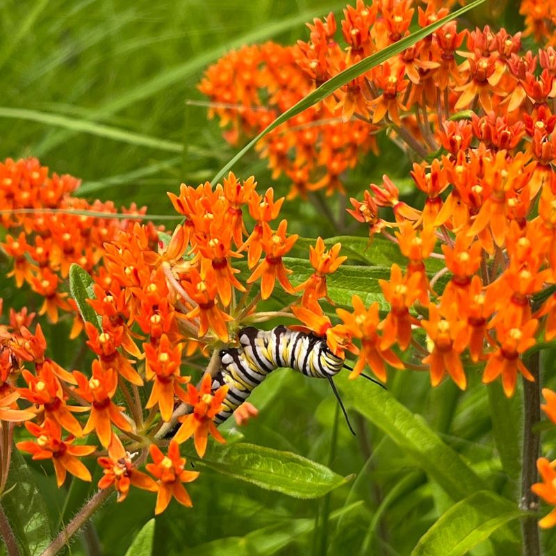 Butterfly Weed Supports Pollinators With Bold Orange Blooms