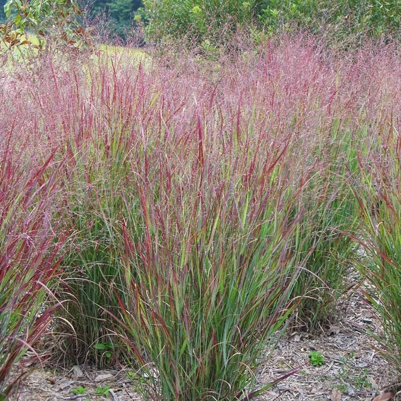 Switchgrass That Builds Healthier Soil Over Time