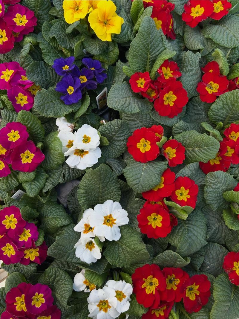 Primroses