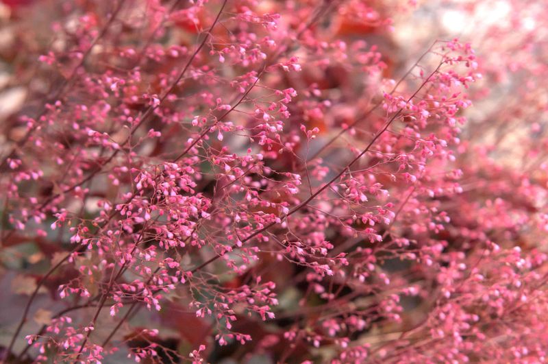 Coral Bells Offer Stunning Foliage And Subtle Flowers In The Shade