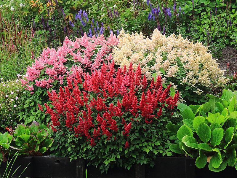 Astilbe Keeps Flower Spikes On Old Stems