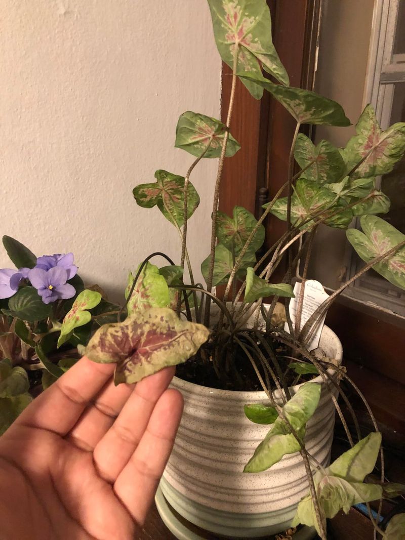 Caladium Leaves Suffer In Direct Sunlight