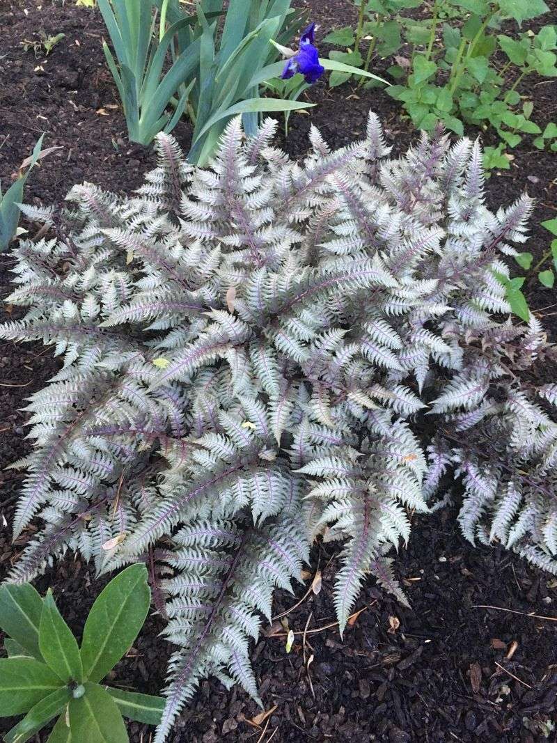 Japanese Painted Fern Brings Elegance To Shade