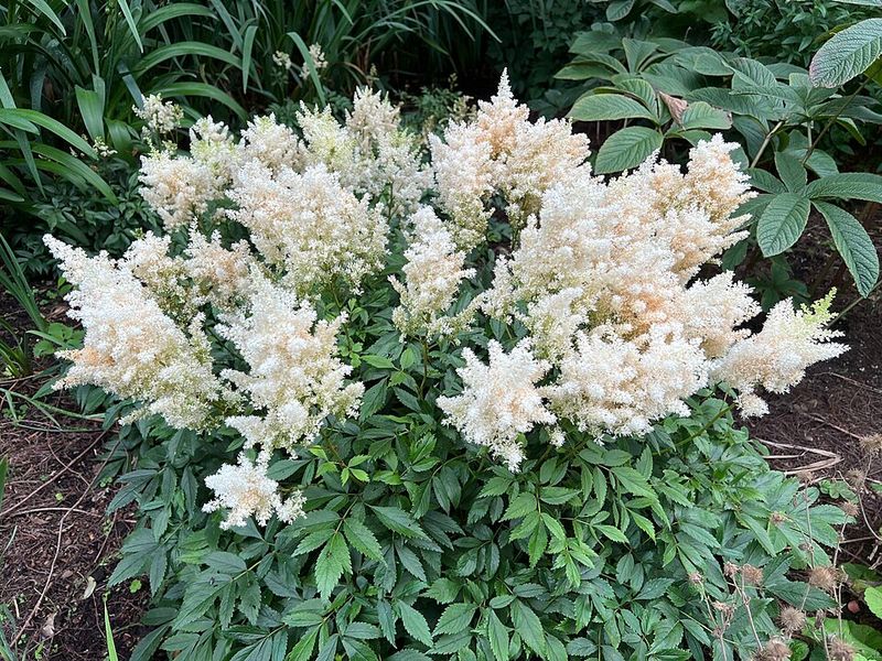 Astilbe Can Bounce Back Once Ohio Temperatures Settle Down